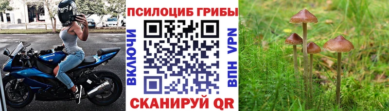 цена наркотик  Пролетарск  KRAKEN ССЫЛКА  Псилоцибиновые грибы Psilocybe 